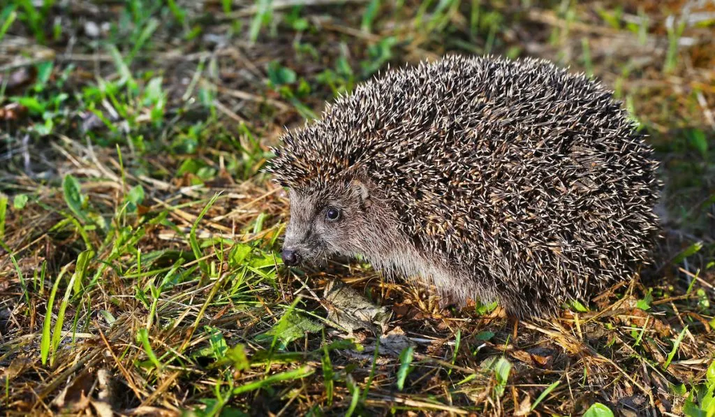 hedgehog sniffing on the grass