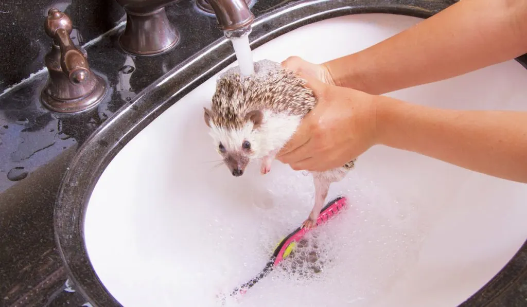 hedgehog taking a bath in the sink 