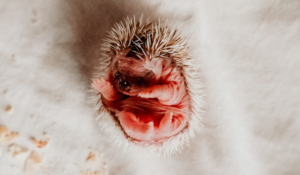 hoglet baby hedgehog on white background