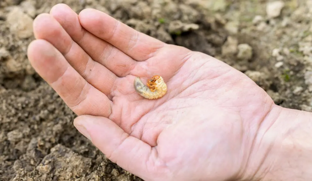 insect larvae, may beetle larva on male hand