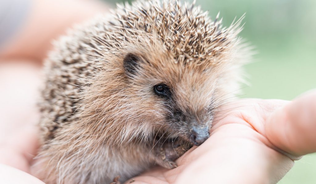 little hedgehog sits on a hand closeup 