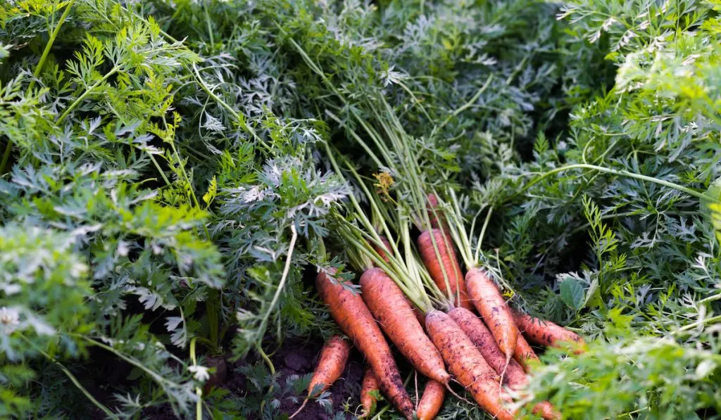 organic carrots, farm vegetables from the garden 