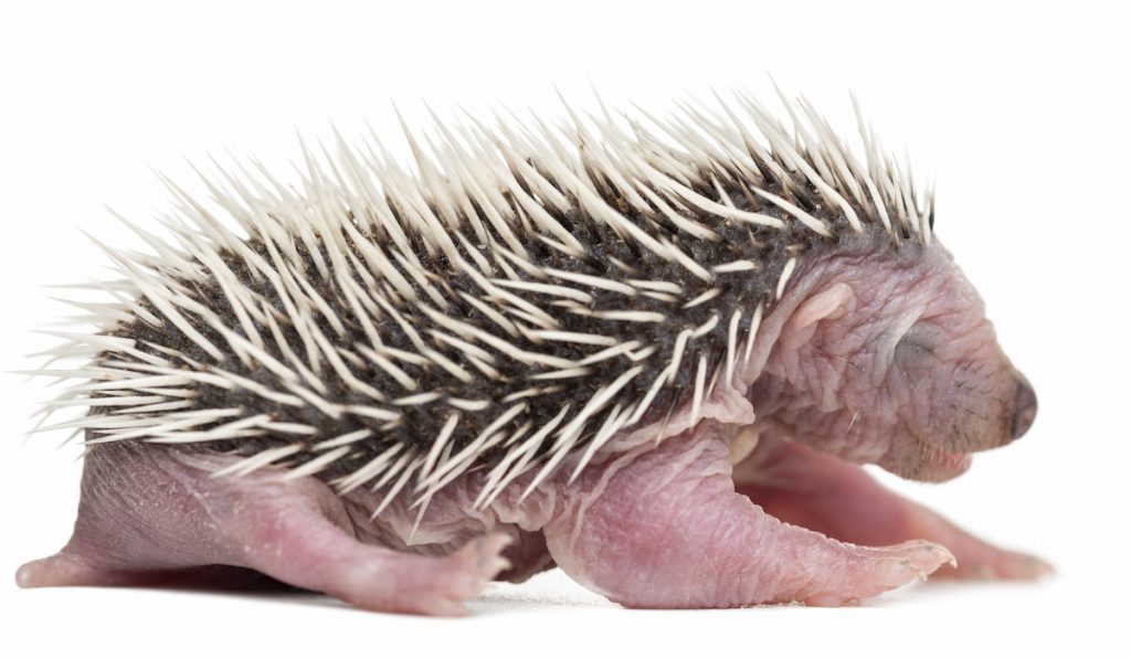 sideview of baby hedgehog hoglet on white background  