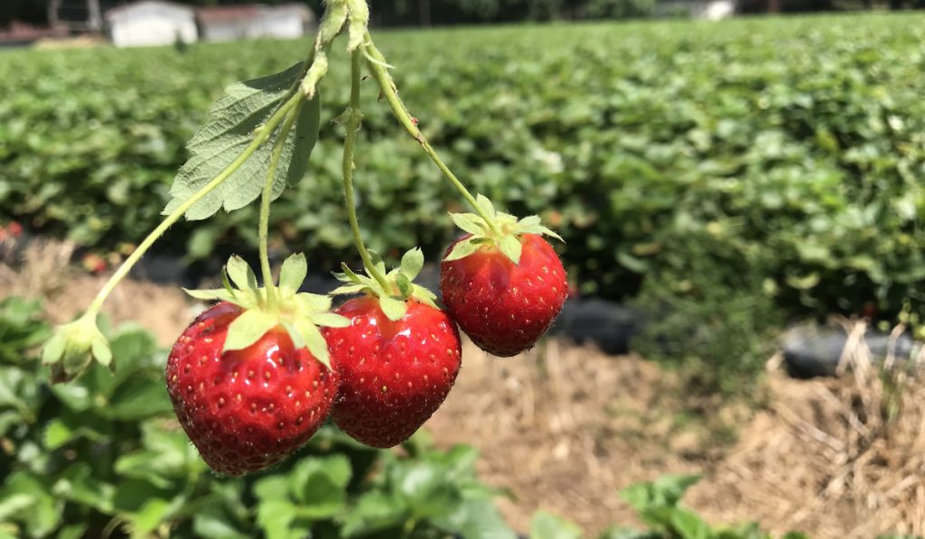 strawberries on strawberry farm 