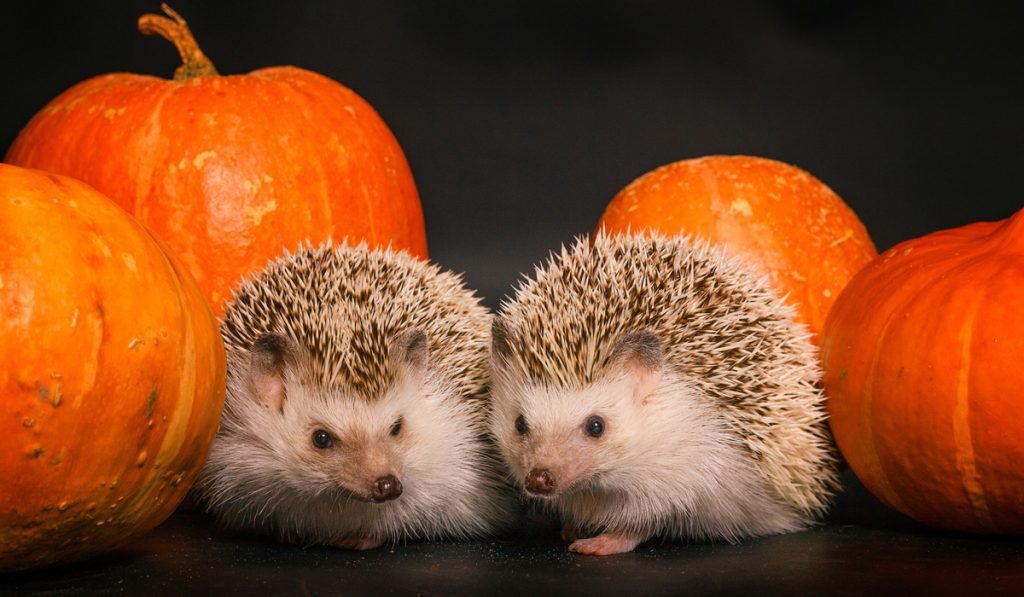 two cute hedgehog and pumpkins on black background 