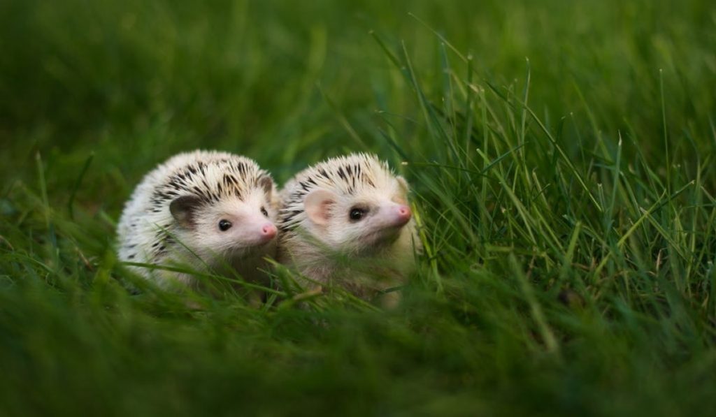 two hedgehog sitting on the grass 