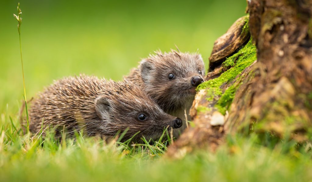 two hedgehog sniffing the tree