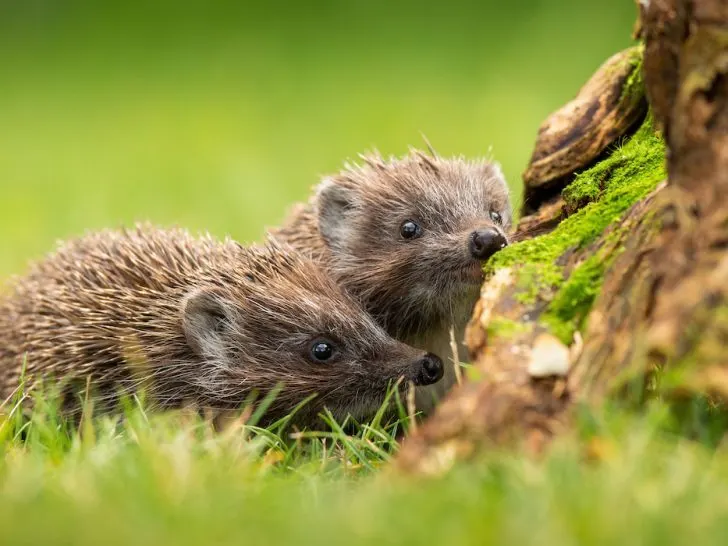 two-hedgehog-sniffing-the-tree