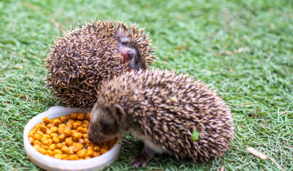 two hedgehogs on grass eating food 