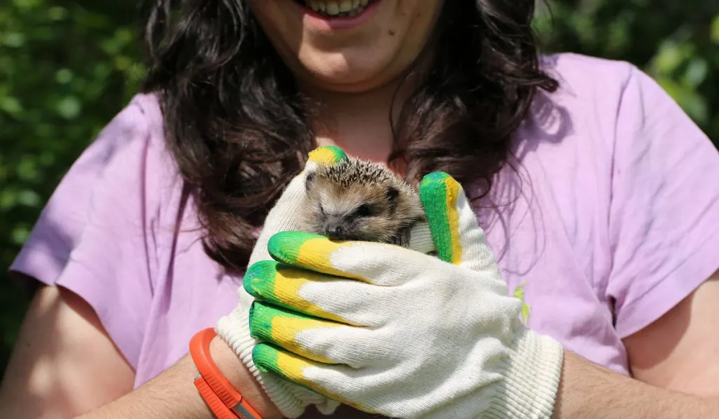 woman-with-gloves-holding-her-little-hedgehog