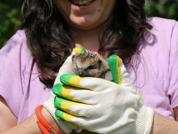 woman-with-gloves-holding-her-little-hedgehog